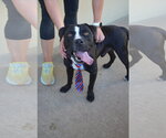 Small #1 American Pit Bull Terrier Mix