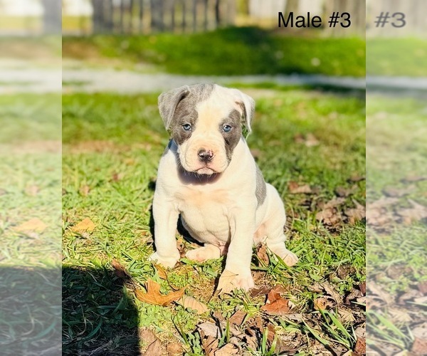 Medium Photo #2 American Bulldog Puppy For Sale in COLUMBIA, KY, USA