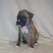 Small Photo #1 Boxer Puppy For Sale in IRVING, TX, USA