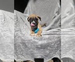 Small #3 Boxer Mix
