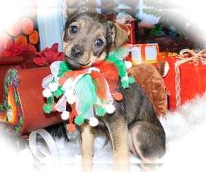 Rat Terrier-Unknown Mix Puppy for sale in HAMMOND, IN, USA