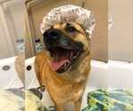 Small #9 Mutt