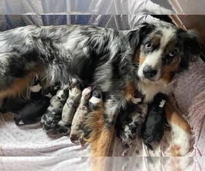 Mother of the Australian Shepherd puppies born on 08/09/2023