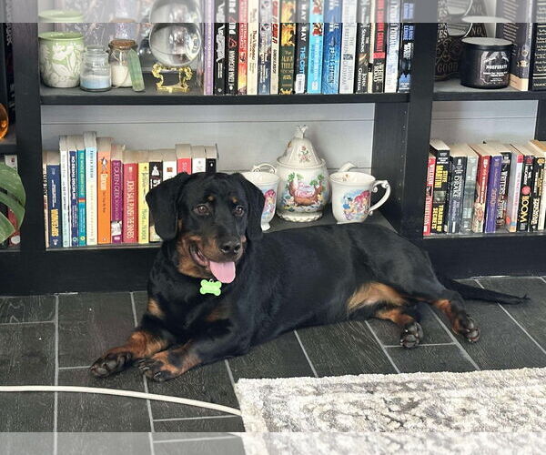 Medium Photo #2 Dachshund-Rottweiler Mix Puppy For Sale in Orlando, FL, USA