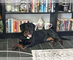 Small Photo #2 Dachshund-Rottweiler Mix Puppy For Sale in Orlando, FL, USA