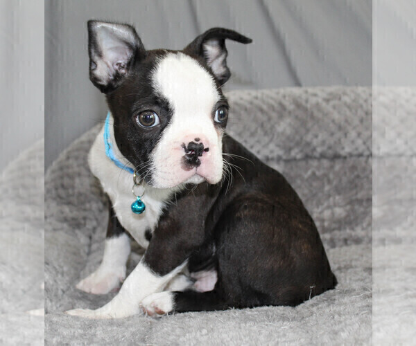 Medium Photo #8 Boston Terrier Puppy For Sale in BROOKSVILLE, FL, USA