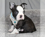 Small #7 Boston Terrier