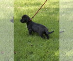 Small #3 Labrador Retriever
