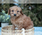 Small #1 Cavapoo