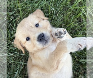 Golden Retriever Puppy for sale in INWOOD, IA, USA