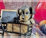 Small #14 Morkie