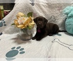 Small Labrador Retriever
