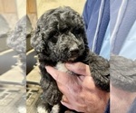 Puppy Oliver Labradoodle