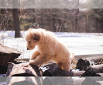 Small Photo #24 Goldendoodle Puppy For Sale in CARLOCK, IL, USA