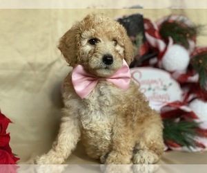 Poodle (Miniature) Puppy for sale in LANCASTER, PA, USA