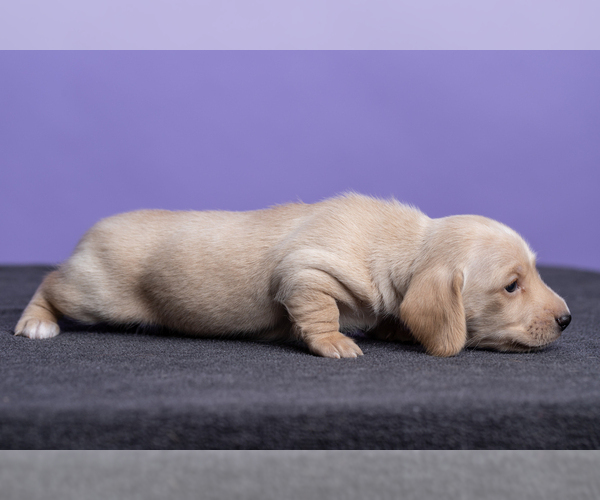 Medium Photo #26 Dachshund Puppy For Sale in CROWLEY, TX, USA