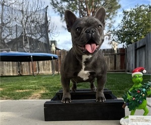 Mother of the French Bulldog puppies born on 05/18/2026