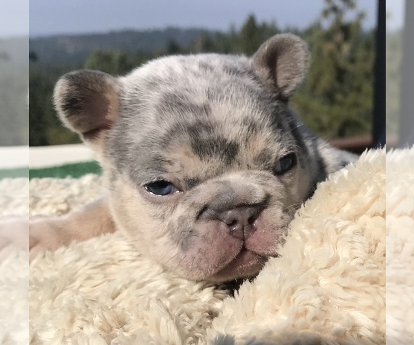 Medium Photo #1 French Bulldog Puppy For Sale in PLACERVILLE, CA, USA