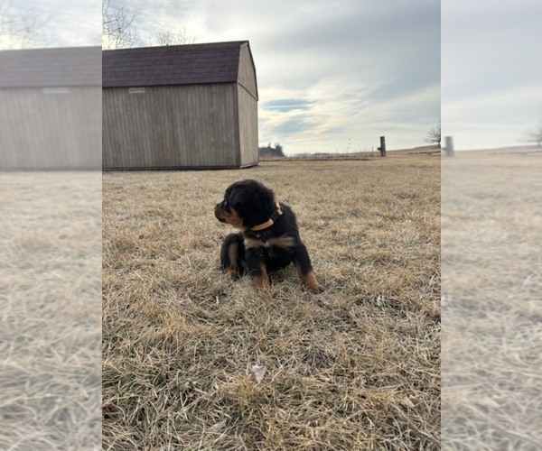 Medium Photo #9 Bernese Mountain Dog-Rottweiler Mix Puppy For Sale in SHEFFIELD, IL, USA