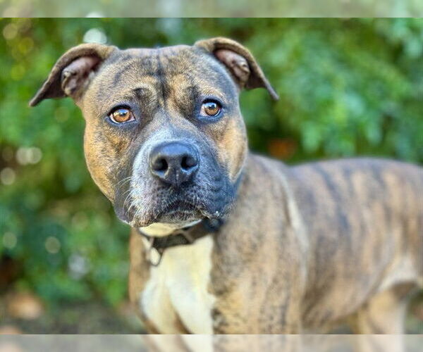 Medium Photo #2 Plott Hound-Unknown Mix Puppy For Sale in Tavares, FL, USA