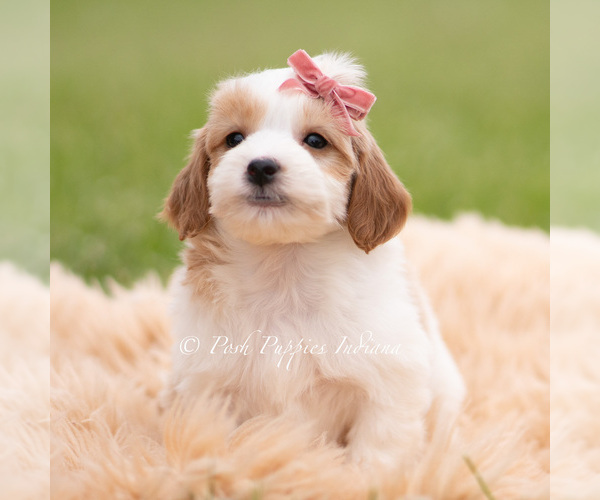 Medium Photo #2 Goldendoodle (Miniature) Puppy For Sale in WARSAW, IN, USA