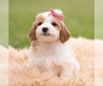 Small #1 Goldendoodle (Miniature)