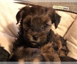Small Photo #10 YorkiePoo Puppy For Sale in SEYMOUR, IN, USA