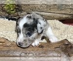 Small Photo #6 Miniature Australian Shepherd Puppy For Sale in GEARY, OK, USA