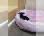 Puppy Puppy 2 Chihuahua