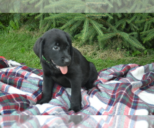 Medium Photo #4 Labrador Retriever Puppy For Sale in GREENWOOD, WI, USA