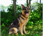 Small Photo #1 German Shepherd Dog Puppy For Sale in LITCHFIELD, MI, USA