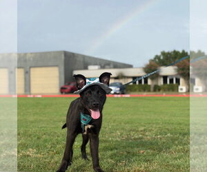 Neo - Male Mutt Dog for Adoption - Photo #2