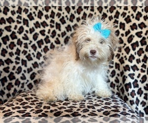 Zuchon Puppy for sale in LAKELAND, FL, USA
