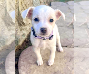 Chihuahua-Unknown Mix Dogs for adoption in Corona, CA, USA