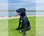 Small #35 Labrador Retriever Mix