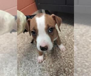 American Pit Bull Terrier Dogs for adoption in Pueblo, CO, USA