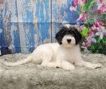Small Photo #2 Miniature Labradoodle Puppy For Sale in BLAKESBURG, IA, USA