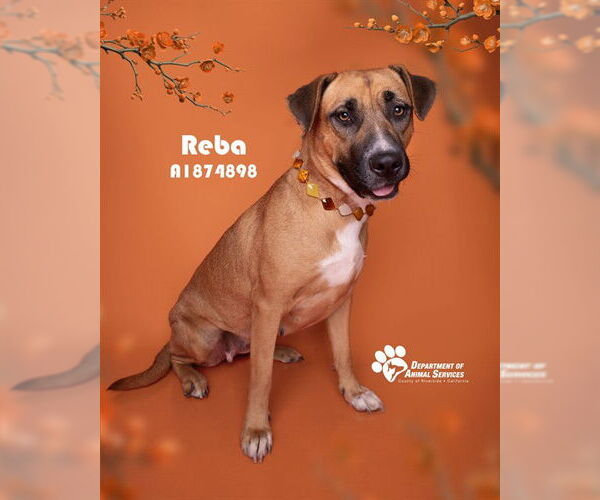 Medium Photo #2 German Shepherd Dog Puppy For Sale in Riverside, CA, USA