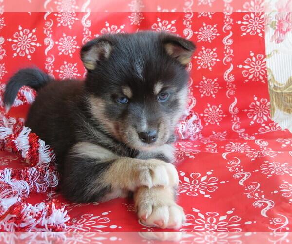 Medium Photo #1 Pomsky Puppy For Sale in SHILOH, OH, USA