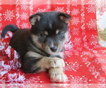 Small Photo #1 Pomsky Puppy For Sale in SHILOH, OH, USA