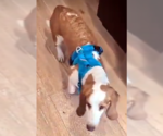 Small #1 Basset Hound