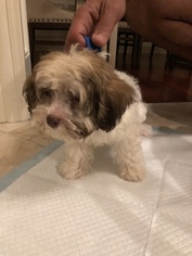Havanese Puppy for sale in CLARENDON HILLS, IL, USA