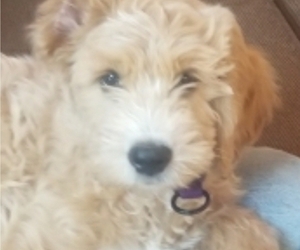 Goldendoodle Puppy for sale in SANDPOINT, ID, USA