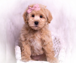 Puppy Jasmine Maltipoo (Miniature)