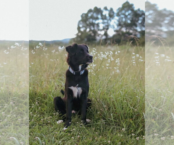 Medium Photo #1 Border Collie-Siberian Husky Mix Puppy For Sale in Royal Palm Beach, FL, USA