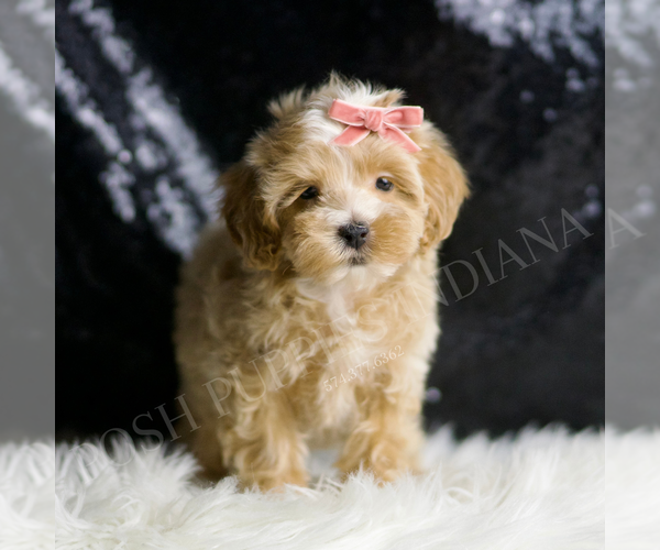 Medium Photo #47 Maltipoo (Miniature) Puppy For Sale in WARSAW, IN, USA