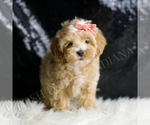 Small Photo #47 Maltipoo (Miniature) Puppy For Sale in WARSAW, IN, USA