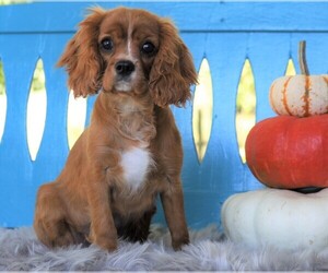 Cavalier King Charles Spaniel Puppy for sale in FREDERICKSBG, OH, USA