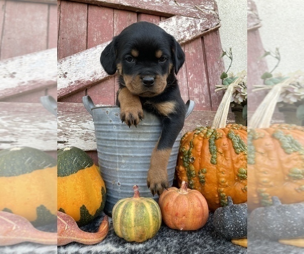 Full screen Photo #2 Rottweiler Puppy For Sale in REDDING, CA, USA