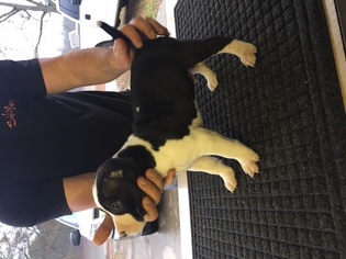 American Staffordshire Terrier Puppy for sale in HAZLEHURST, GA, USA